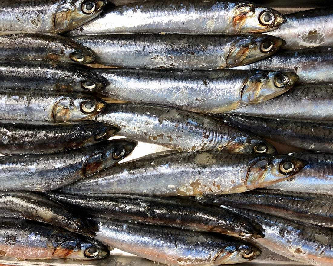 Fresh sardine fish - The Woodfired Co